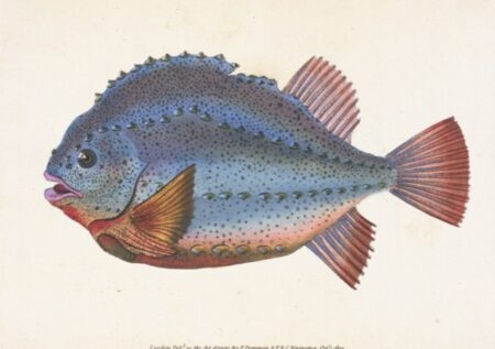 25 cartes postales "The natural history of British fishes"